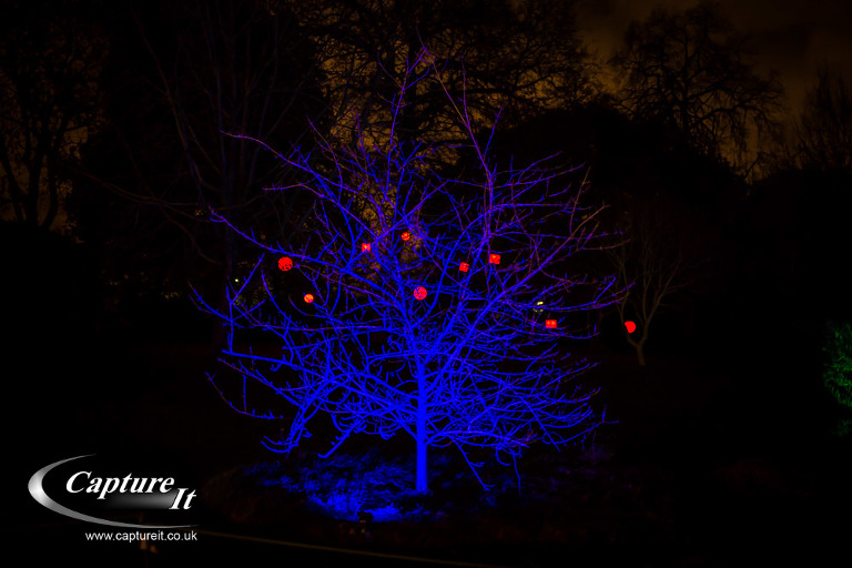 syon-park-enchanted-woodland-03