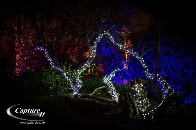 syon-park-enchanted-woodland-05