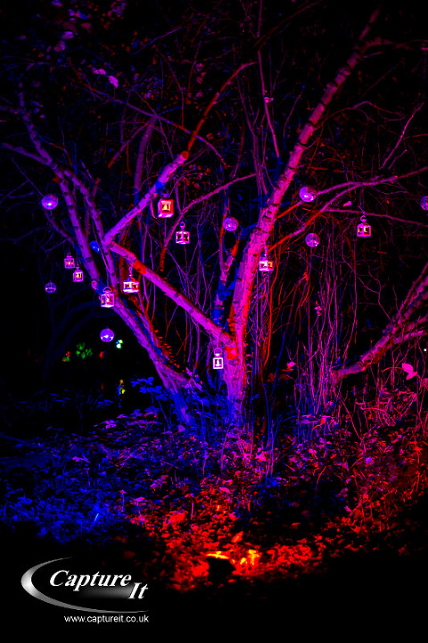 syon-park-enchanted-woodland-06