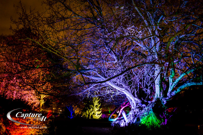 syon-park-enchanted-woodland-10